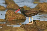 Black Oystercatcher